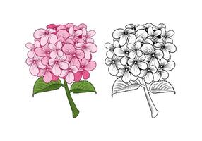 hortensia fleur conception illustration vecteur