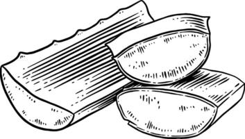tranches aloès Vera conception illustration vecteur