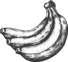 banane fruit avec vieux gravure style vecteur