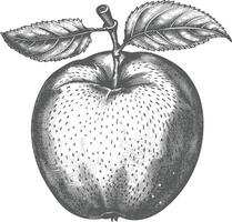 Pomme fruit avec vieux gravure style vecteur