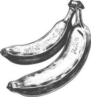 banane fruit avec vieux gravure style vecteur