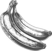 banane fruit avec gravure style vecteur