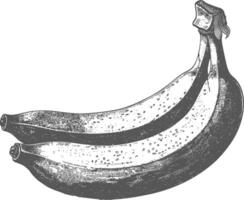 banane fruit avec vieux gravure style vecteur