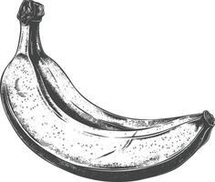 banane fruit avec gravure style vecteur