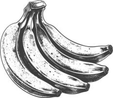 banane fruit avec gravure style vecteur