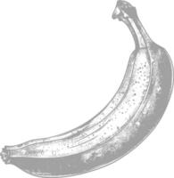 banane fruit avec vieux gravure style vecteur