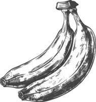 banane fruit avec gravure style vecteur