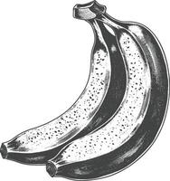 banane fruit avec gravure style vecteur