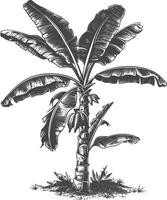 banane arbre avec gravure style vecteur