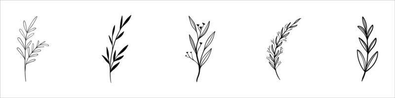 collection forêt fougère eucalyptus art feuillage feuilles naturelles herbes dans le style de la ligne. illustration élégante de beauté décorative pour la conception de fleurs dessinées à la main vecteur