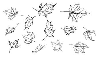 érable feuilles tomber ensemble noir et blanc illustration. l'automne la nature Contexte plante élément isolé blanc et botanique décoration symbole. feuillage contour collection silhouette forêt esquisser vecteur