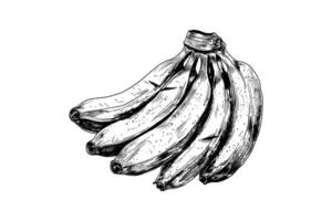 dessiné à la main banane bouquet illustration dans noir et blanc vecteur