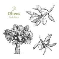 détaillé main tiré noir et blanc illustration de olive arbre et des fruits avec feuilles vecteur