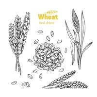 détaillé main tiré noir et blanc illustration de blé graines, gerbe, oreilles et paille vecteur
