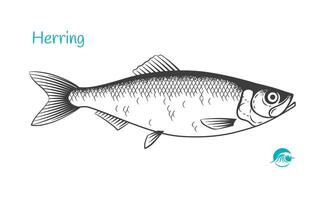 détaillé main tiré noir et blanc illustration de hareng poisson vecteur