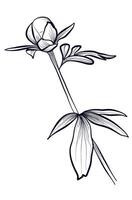 noir et blanc dessiné à la main dessin de une pivoine fleur bourgeon vecteur
