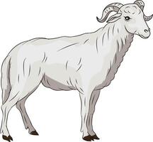 chèvre illustration, dessin animé chèvre ou mouton vecteur