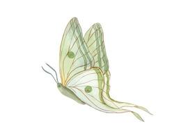 en volant blanc vert papillon. abstrait aquarelle tropical insecte. d'or contour. fantaisie objet dans art nouveau style. main tiré illustration. décoratif éléments pour art déco conception vecteur