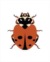 coccinelle ambrée tachetée. illustration vectorielle plane de bugs. insectes et concept de jardin animés dans un thème coloré. illustration de dessin animé de la nature isolée sur fond blanc. vecteur