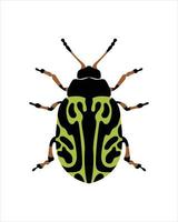 coléoptère globemallow. illustration vectorielle plane de bugs. insectes et concept de jardin animés dans un thème coloré. illustration de dessin animé de la nature isolée sur fond blanc.