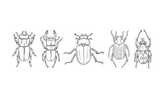 ensemble de vecteur de croquis dessinés à la main de coléoptères, illustration de différents coléoptères sur fond isolé.