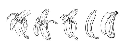 ensemble de bananes pelées, illustration vectorielle dessinés à la main vecteur