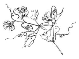 main tiré graphique encre illustration botanique fleurs feuilles. sucré éternel pois, vesce liseron légumineuse. branche bouquet isolé sur blanc Contexte. conception mariage, l'amour cartes, floral magasin vecteur