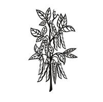 soja ou pois plante germer avec dosettes et graines, linéaire illustration vecteur