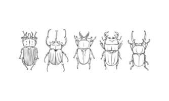 ensemble de vecteur de croquis dessinés à la main de coléoptères, illustration de différents coléoptères sur fond isolé.