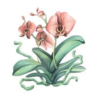 un orchidée fleur avec feuilles, les racines et couleur corail fleurs. aquarelle illustration, isolé objet. pour décoration et conception de Accueil intérieurs, cartes postales, affiches, fleur magasins, souvenir vecteur