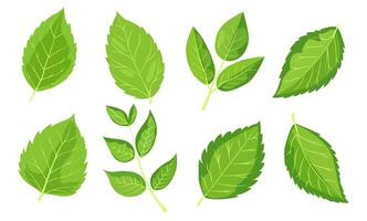 avec huit différent les types de vert feuilles. chaque feuille vitrines unique formes et veine motifs. graphique est simple, faire le ménage, et vibrant, idéal pour sur le thème de la nature dessins et respectueux de la nature projets vecteur