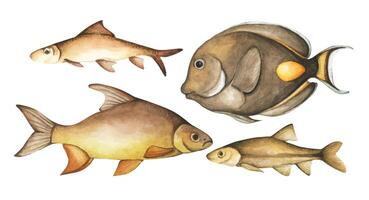 ensemble de coloré tropical poisson. aquarium animaux .aquarelle illustration tropical poisson. sous-marin la vie marine concept. vecteur