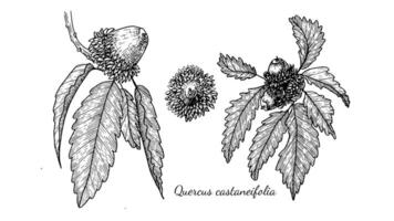 branches de quercus castaneifolia à feuilles caduques chêne des arbres de le espèce avec glands et feuilles, médicinal les plantes de le forêt, noir et blanc illustration de chêne dans une linéaire esquisser style, main dessin. vecteur