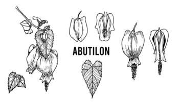 botanique ancien des illustrations de abutilon dans graphique style avec Couper fleurs, ensemble de ancien noir et blanc botanique des illustrations de abutilon, une médicinal usine, linéaire esquisser, dessiné à la main. vecteur