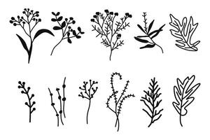 main tiré griffonnage herbes, fleurs, et feuilles illustration vecteur