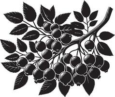 micocoulier fruit, noir Couleur silhouette vecteur