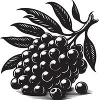 jambolan fruit, noir Couleur silhouette vecteur