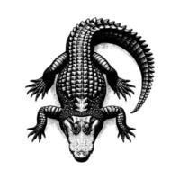 gratuit crocodile illustration vecteur