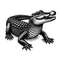 gratuit crocodile illustration vecteur