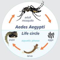 aedes aegypti la vie cercle moustique la dengue zika chikungunya émetteur vecteur