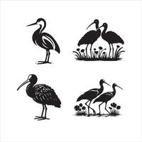 africain Jacana silhouette icône graphique logo conception vecteur