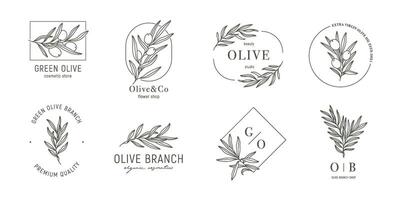 minimal olive logo modèles avec olive branches dans branché linéaire style. feuilles et olive des fruits. vecteur