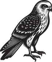 harrier oiseau silhouette illustration vecteur