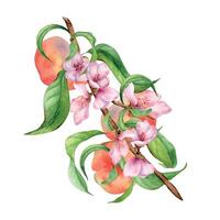 fleur branche avec chinois les pêches et rose fleurs aquarelle illustration isolé sur blanche. peint plat les pêches, feuilles. fruits main dessiné. conception pour emballer, étiquette Confiture, cosmétique, jus, pétrole vecteur