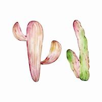 aquarelle cactus, désert mexicain les plantes vecteur