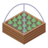 isométrique cannabis les plantes dans en bois boîte vecteur