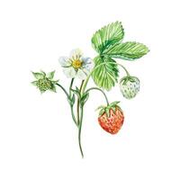 fraise aquarelle. brindille avec feuille, baies et fleurs. illustration. pour cartes, faire-part, affiches, couvertures, bannières, Confiture, thé, produits de beauté Étiquettes. vecteur