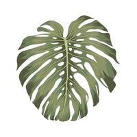 belle icône de monstera vecteur