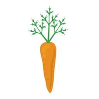 carotte légume frais vecteur