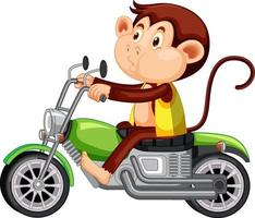 petit singe à moto sur fond blanc vecteur